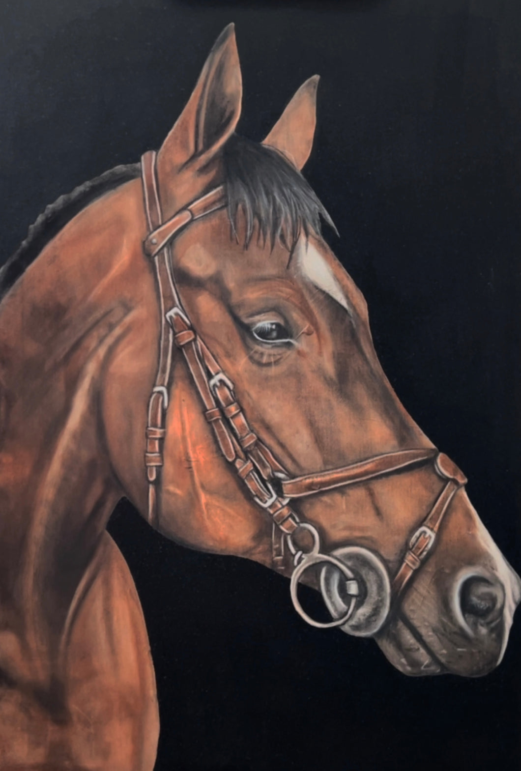 Equestrian by AMJ